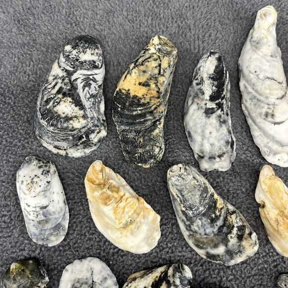 Vintage Oyster Shells Lot 20 Natural Bulk Decor Craft 1-5 Inches Assorted Sizes - Picture 3 of 16